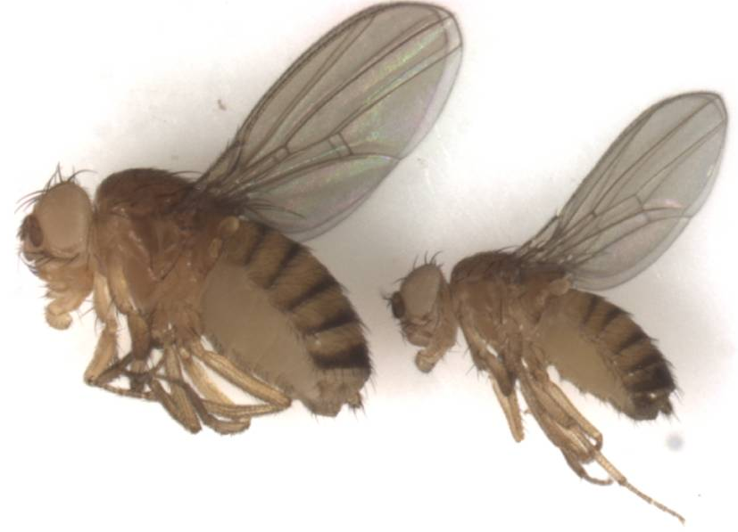 Fruit Flies and Their Importance in Genetics Research - The Atlantic