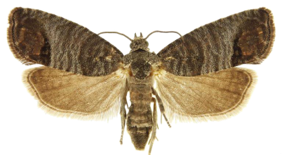 Picture Coding Moth