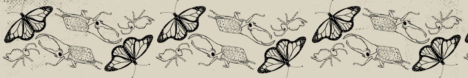 Diversity in insects. Insect drawing