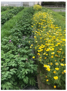 Figure 2. Flower strips next to potatoes to attract natural enemies of pests (Nicholls & Altieri, 2020)