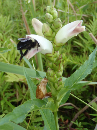 Figure 2. Turtlehead inflorescence with two open flowers being visited by a bumblebee. Image taken from Richardson et al. 2016.Picture