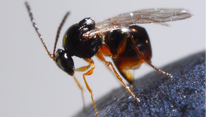Picture Fig. 3. Ganaspis brasiliensis, one specialized larval SWD parasitoid (Photo by Kent Daane)