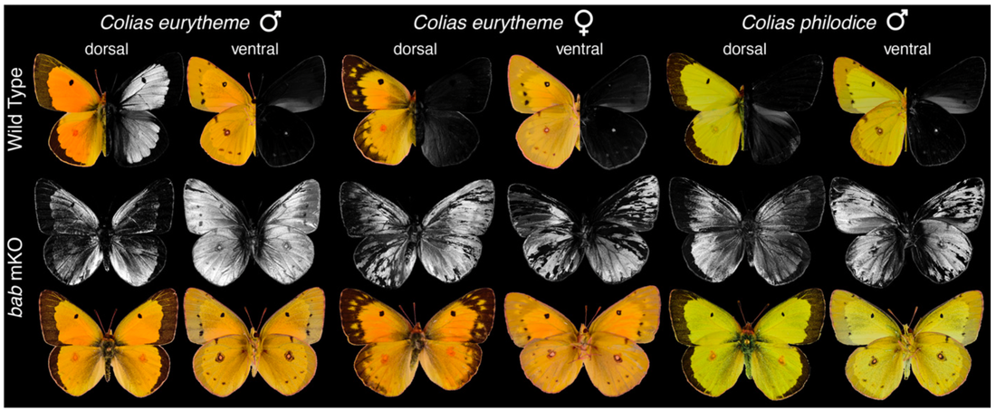 Figure 2: Images of UV reflectance gain as a result of bab mosaic KO in C. eurytheme and C. philodice, showing both visible and UV light images of the top (dorsal) and bottom (ventral) planes of the specimens’ wings5. Note that C. eurytheme males are only UV reflectant dorsally in the wild type.