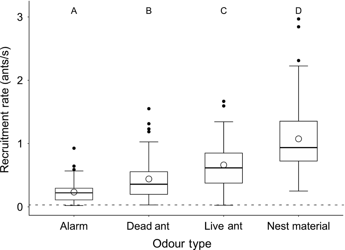 Figure 4. Rate at which E. hamatum army ant foragers recruit other raiding foragers in response to varying types of odorant material from prey ant species. Greater recruitment rates are observed in response to odors more closely associated with their preferred food, the brood of prey ant species, as well as with odors containing higher concentrations of signature cuticular hydrocarbons (Manubay and Powell 2020).