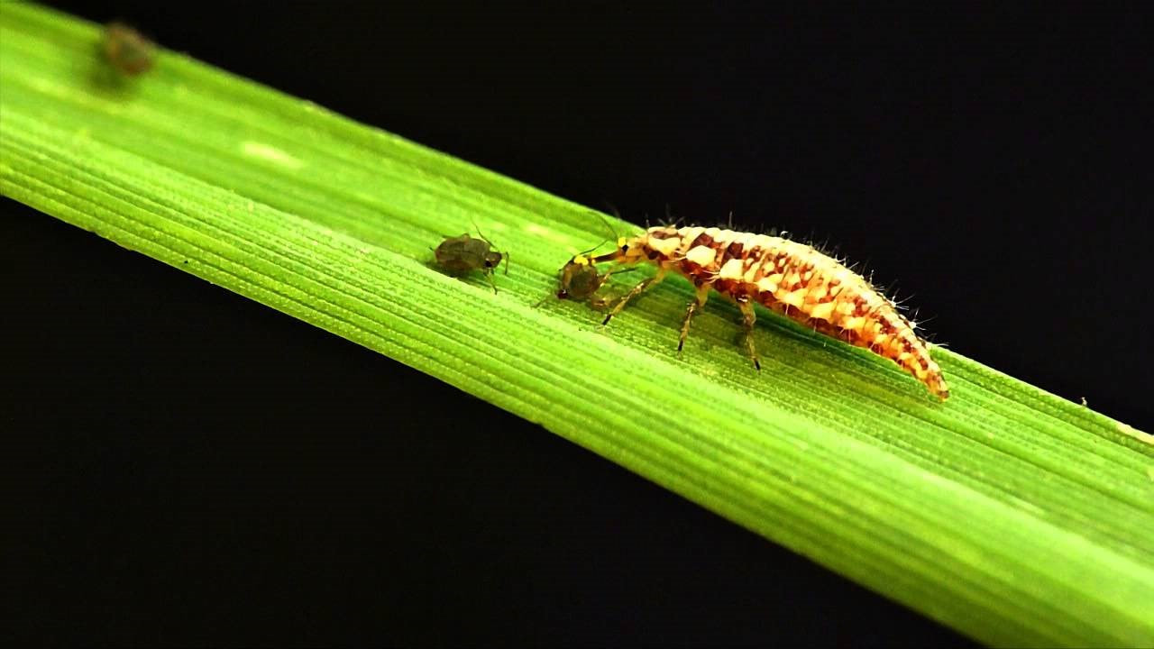 Figure 1: A green lacewing larvae is preying on aphids.