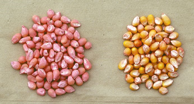 Figure 1. NST treated corn seed (left) and untreated corn seed (right) (Leonard and Willrich).