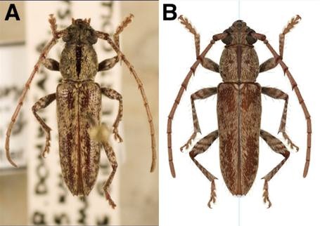 Figure 1: A photographic image of a longhorned beetle (Elaphidion costipenne) specimen (left) and Litwak's illustration depiction (right). (Image Credit: Taina Litwak)