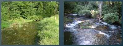 PictureFigure 1: On the left, this sunny stream is representative of a nutrient-rich green food web, while the shaded stream on the right is representative of a more nutrient-limited, brown food web. 