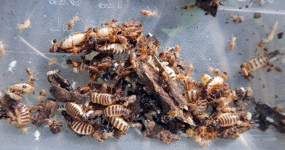 invasive conehead termite