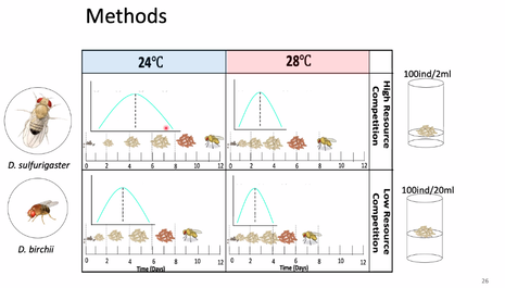Figure 3. Experiment for mean temperature changes in two Drosophila species. Increasing temperature and food availability lead to a faster development and growth.