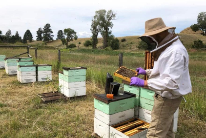 Beekeeper checking hive
