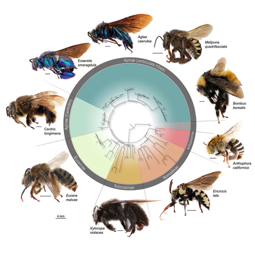 Figure 1. Phylogeny of bees from the family Apidae. Lines in the center show the phylogenetic tree branching (Bossert et al 2019)