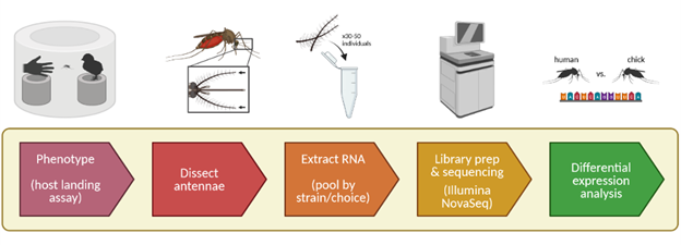 Figure 1: Experimental design to determine the genetic basis of host preference in mosquitoes. (Photo: Theresa Menna)