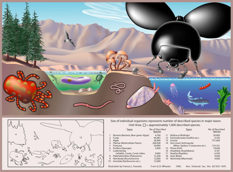 This speciescape shows the number of species described in major taxonomic groups, with the size of the representative organism corresponding to the number of described species 