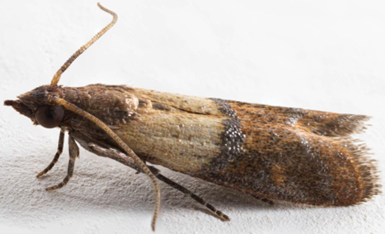 Plodia interpunctella, the pantry moth