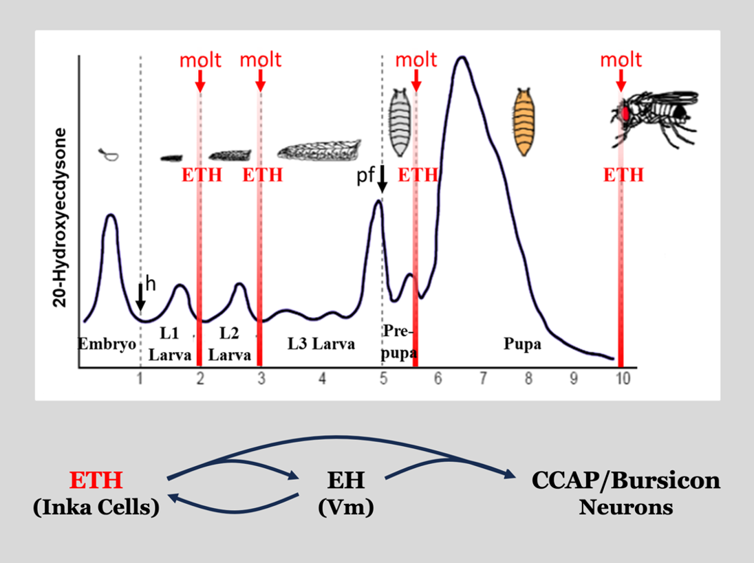 Figure 1. ETH orchestrates Drosophila ecdysis