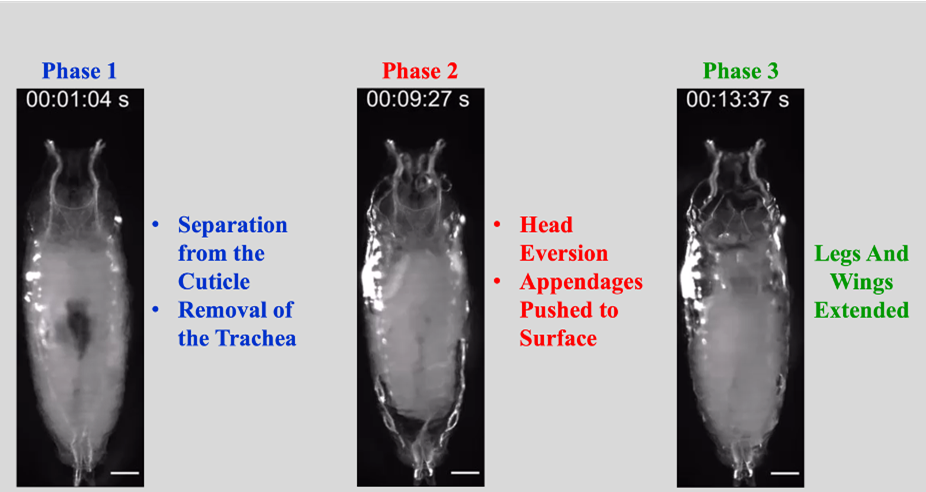 Figure 2. Pupal Ecdysis Has Three Principal Behavioral Phases