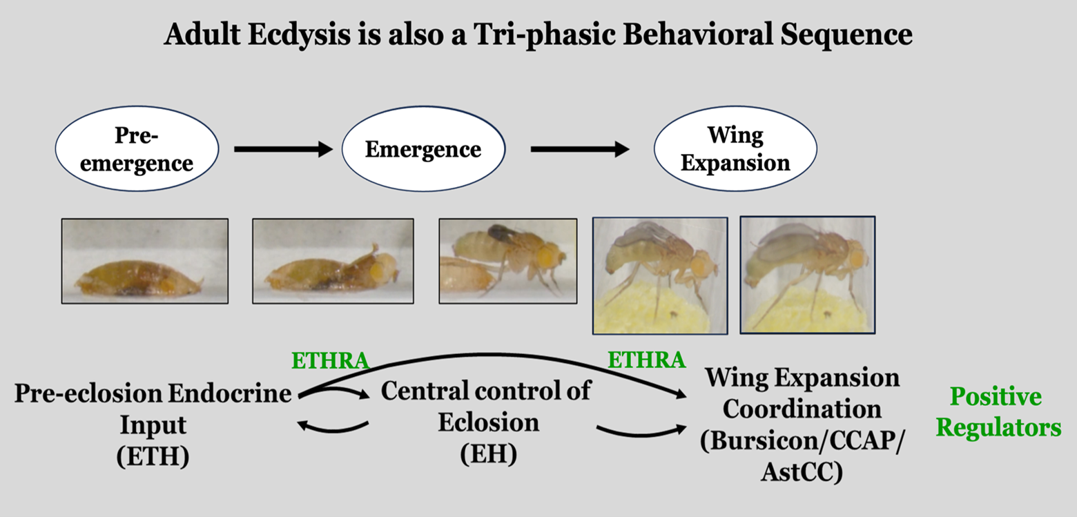 Figure 3. The three distinct behavioral sequences in adult ecdysis