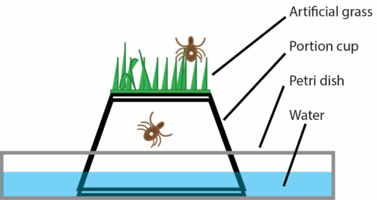 A diagram of the tick island2