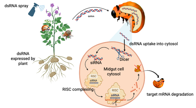 Two methods of using dsRNA as a pesticide: topical spray on a plant and a plant genetically modified to express dsRNA. 
