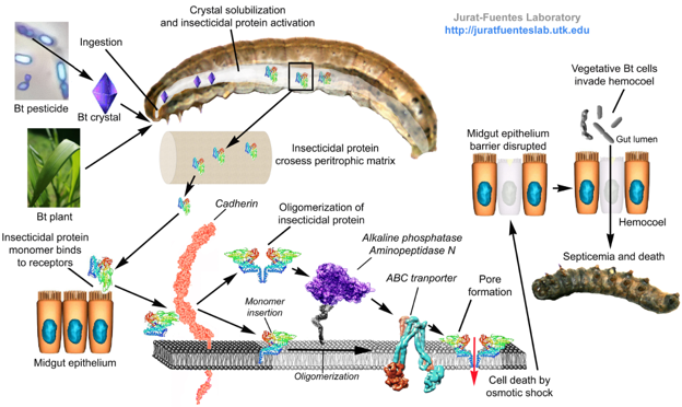 Diagram of the mode of action of a Cry insecticidal protein from Bt. 