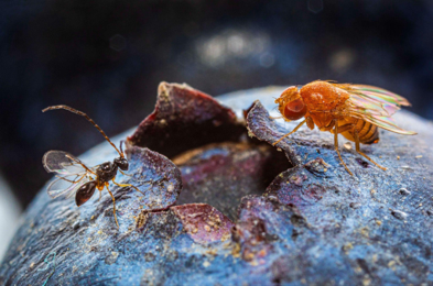 L. japonica (left) and spotted-wing drosophila (right) atop a blueberry, revealing their small size.