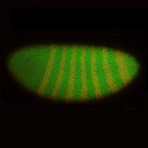 drosophila glowing