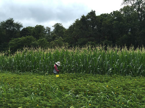 woman in a field