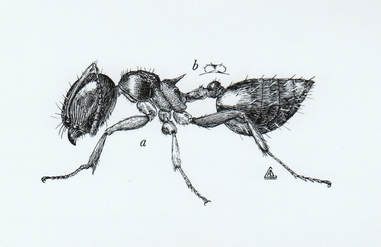 Acrobat Ant