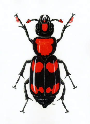 American Burying Beetle