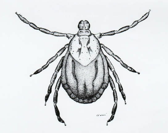 Female American Dog Tick 