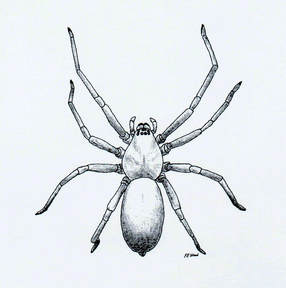 American yellow sac spider