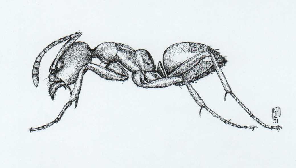 Argentine Ant