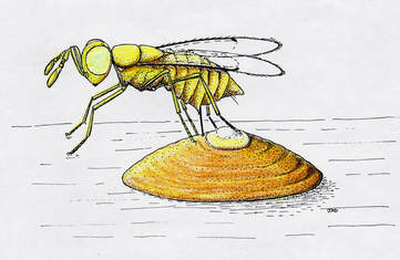 Armored Scale Parasite