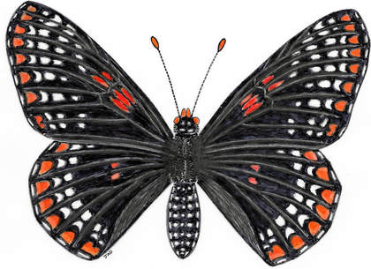 Baltimore Checker Spot