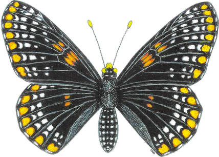 Baltimore Checker Spot 