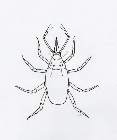 Bdellid Mite