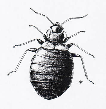 Bed Bug