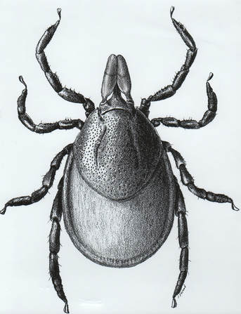 Female Black Legged Tick 