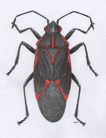 Boxelder Bug