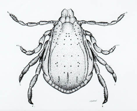 Male Brown Dog Tick