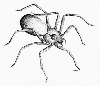 brown recluse spider