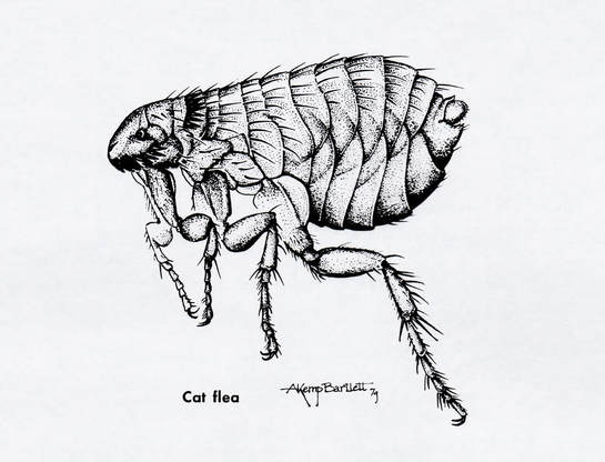 Cat Flea