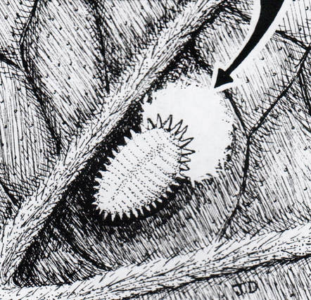 citrus mealybug (with egg mass)