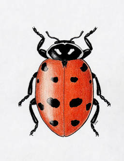 Convergent Lady Beetle