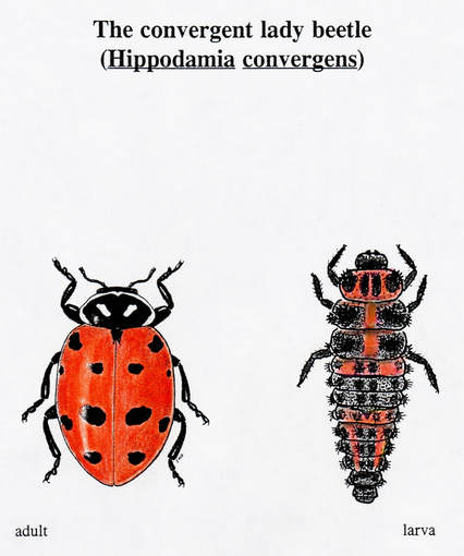 Convergent Lady Beetle 