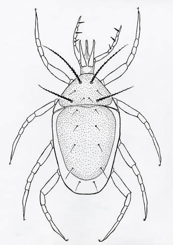 Cunaxid Mite