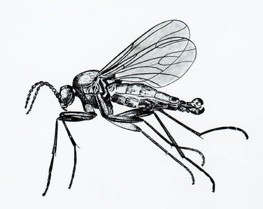 Dark-Winged Fungus Gnat