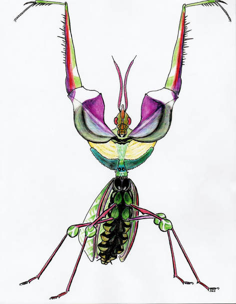 Devil's Flower Mantid