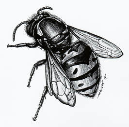 Eastern Yellow Jacket